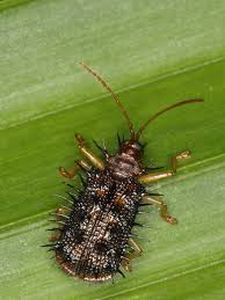 uploads/images/pest/paddy spiny beetle.jpg
